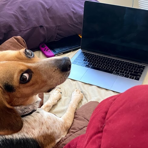 A photograph of a beagle sitting at a laptop, looking up at the camera